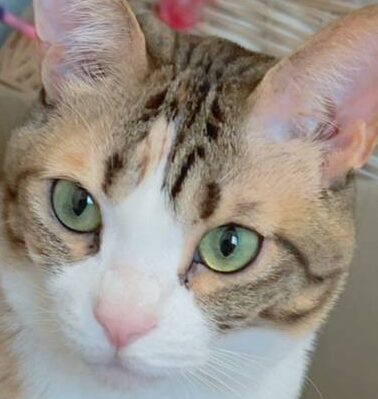 こころみたすペット思い出セレモニーにて葬儀したペットちゃん | みやこちゃん