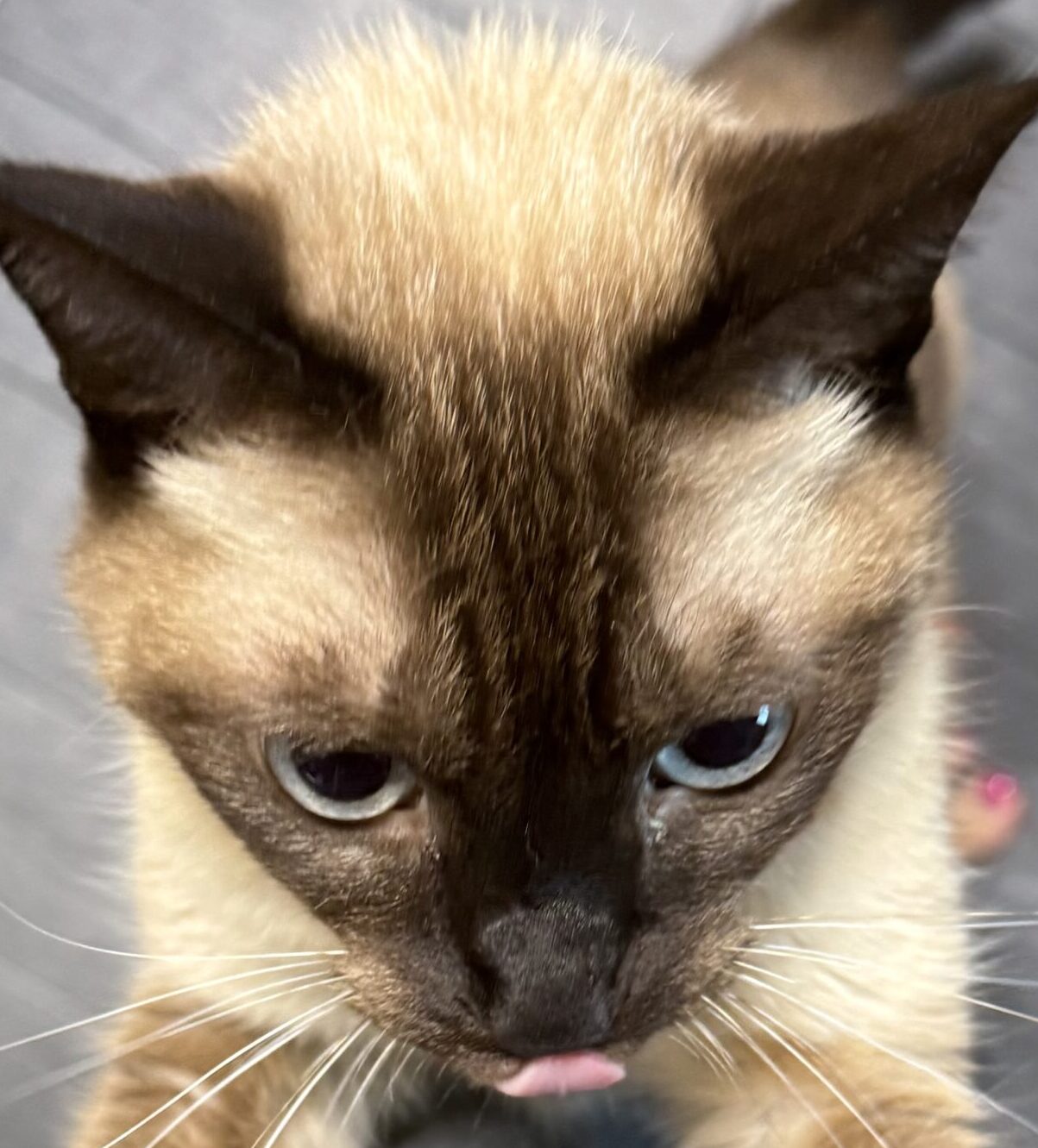 こころみたすペット思い出セレモニーにて葬儀したペットちゃん | みやこちゃん