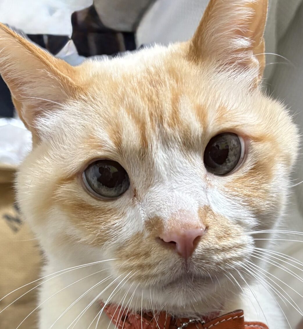 こころみたすペット思い出セレモニーにて葬儀したペットちゃん | エルモくん