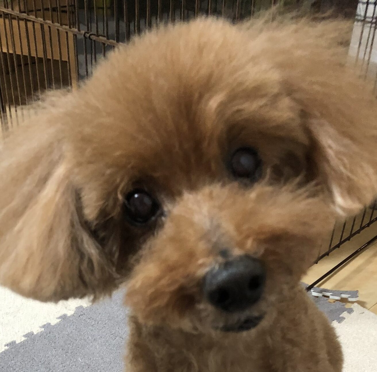 こころみたすペット思い出セレモニーにて葬儀したペットちゃん | ラルフくん