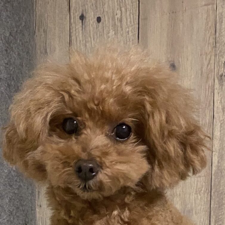 ノエルくん | こころみたす ペット思い出セレモニー