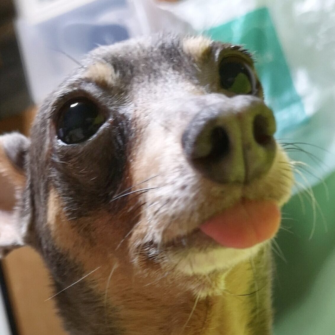 こころみたすペット思い出セレモニーにて葬儀したペットちゃん | 小花ちゃん