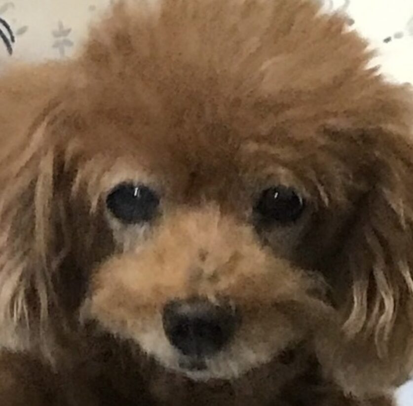 こころみたすペット思い出セレモニーにて葬儀したペットちゃん | モモちゃん