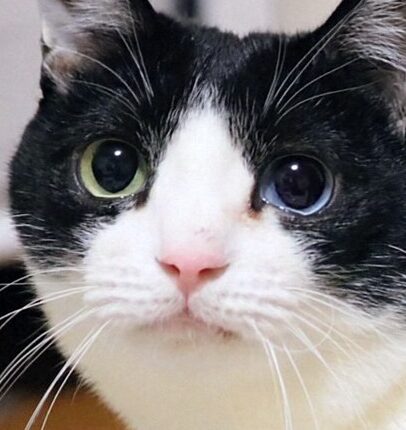 こころみたすペット思い出セレモニーにて葬儀したペットちゃん | うなぎくん