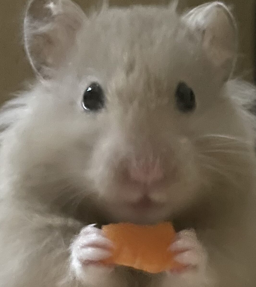 こころみたすペット思い出セレモニーにて葬儀したペットちゃん | いちみくん