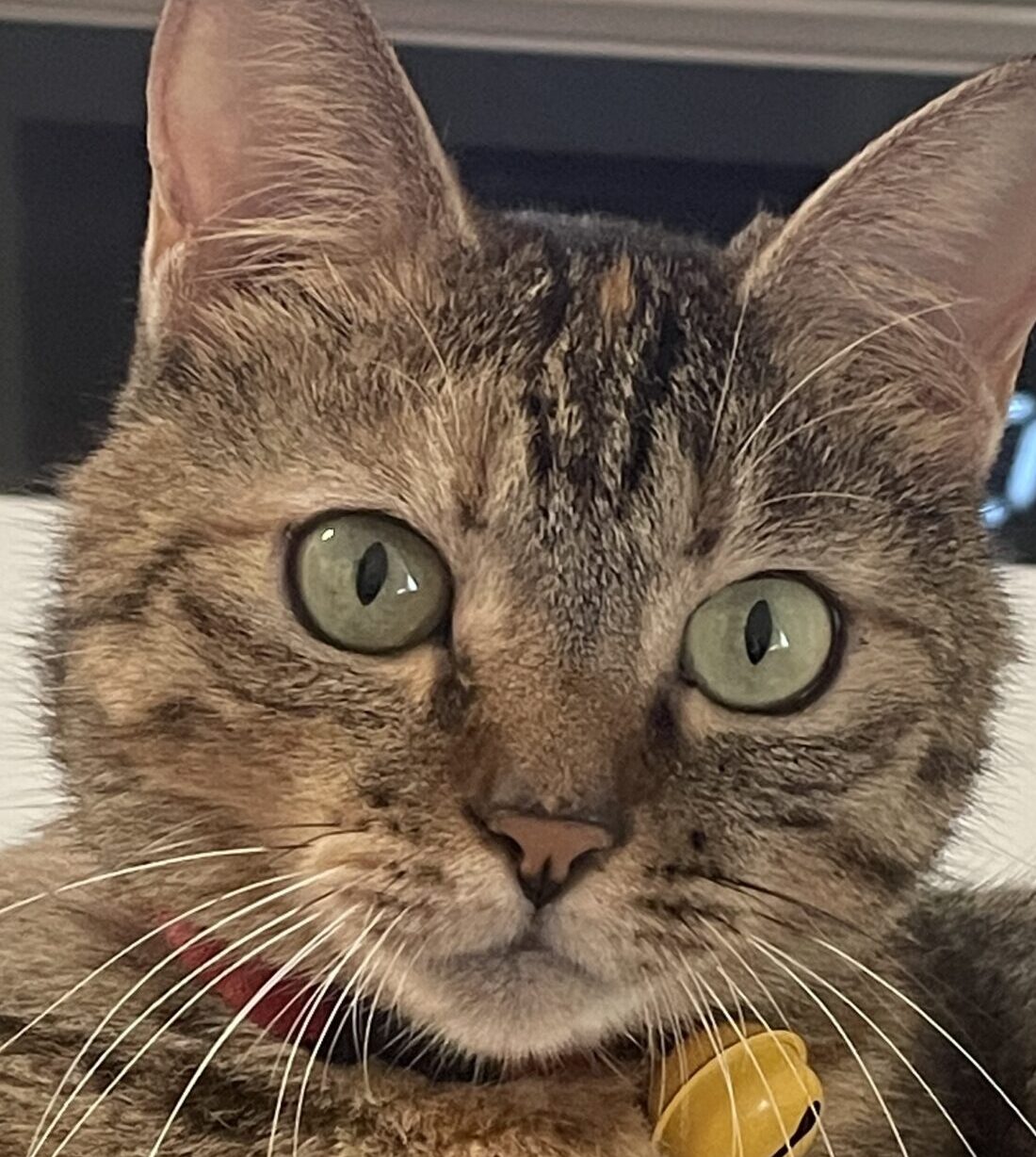 こころみたすペット思い出セレモニーにて葬儀したペットちゃん | てんぷらちゃん