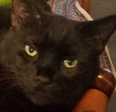 こころみたすペット思い出セレモニーにて葬儀したペットちゃん | ルルくん