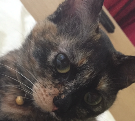 こころみたすペット思い出セレモニーにて葬儀したペットちゃん | ムギちゃん