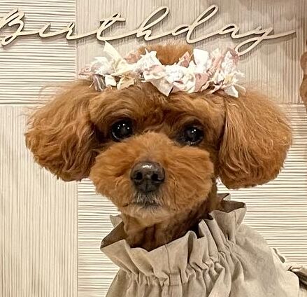 こころみたすペット思い出セレモニーにて葬儀したペットちゃん | モカちゃん