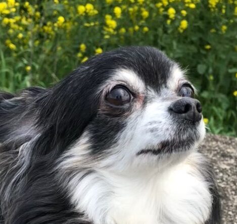 こころみたすペット思い出セレモニーにて葬儀したペットちゃん | るうちゃん