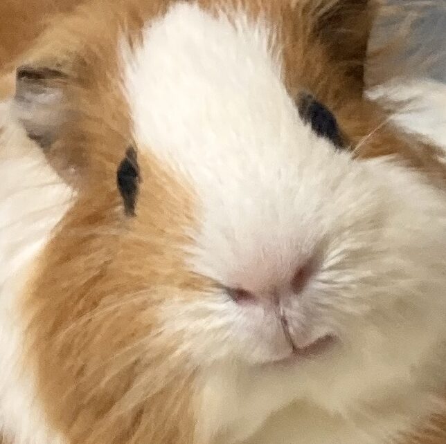 こころみたすペット思い出セレモニーにて葬儀したペットちゃん | まろんちゃん