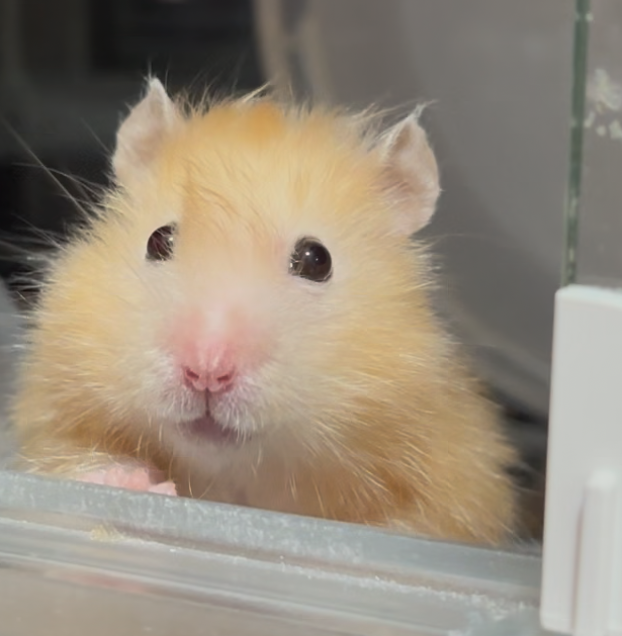 こころみたすペット思い出セレモニーにて葬儀したペットちゃん | ひまりちゃん