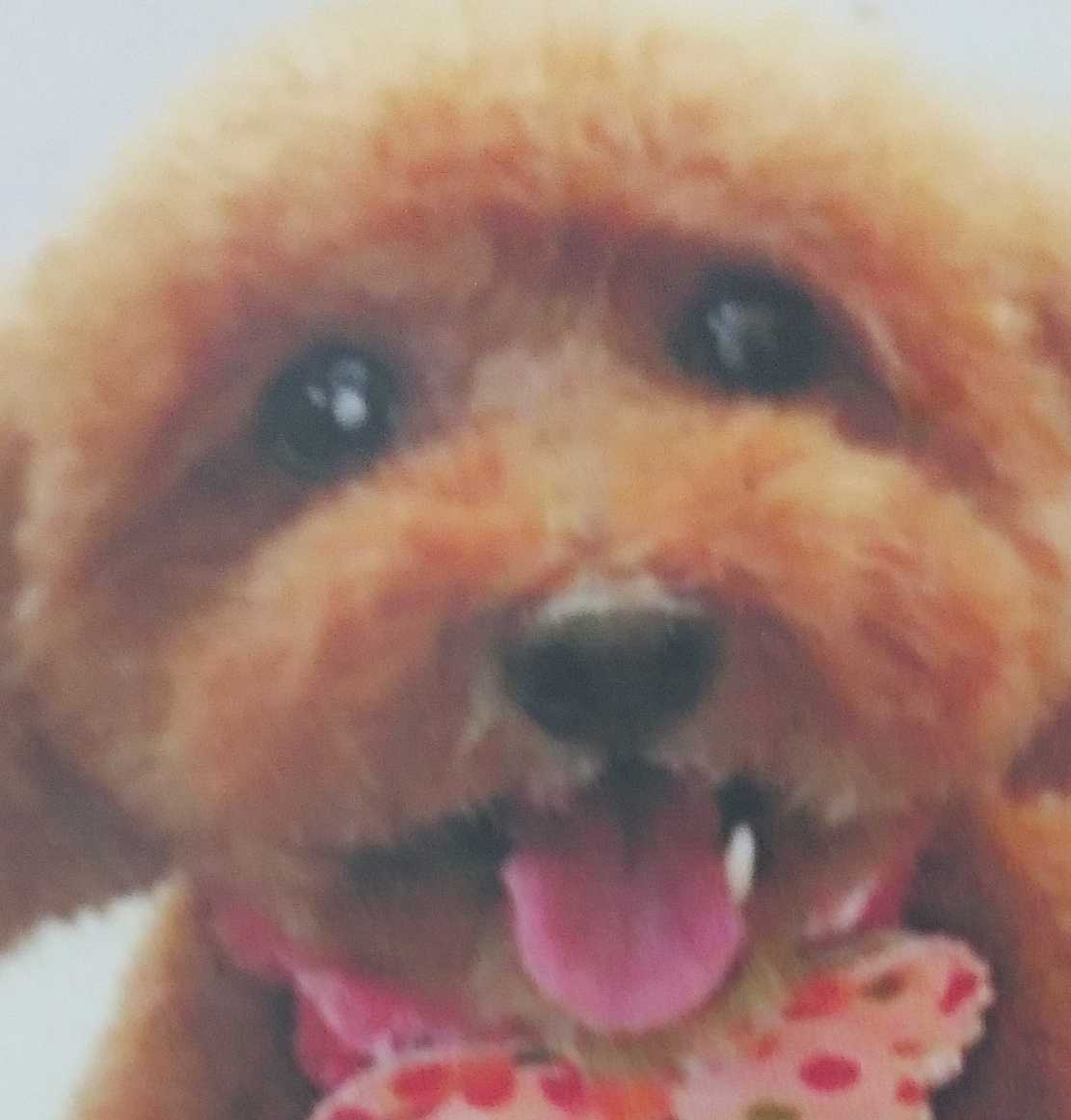 こころみたすペット思い出セレモニーにて葬儀したペットちゃん | ももちゃん