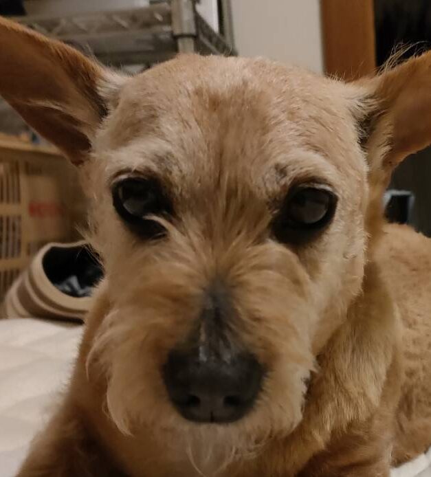 こころみたすペット思い出セレモニーにて葬儀したペットちゃん | きよしくん