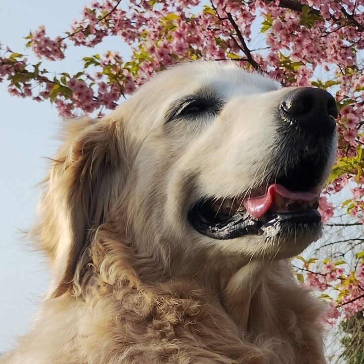 クララちゃん | こころみたす ペット思い出セレモニー