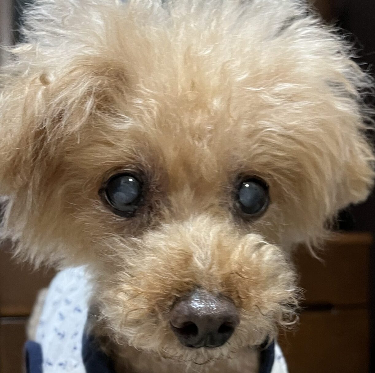 こころみたすペット思い出セレモニーにて葬儀したペットちゃん | ケンくん