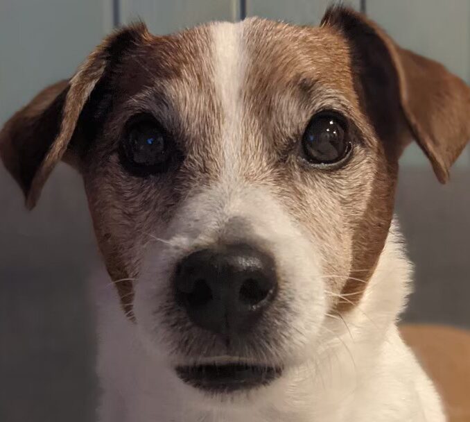 こころみたすペット思い出セレモニーにて葬儀したペットちゃん | フットくん