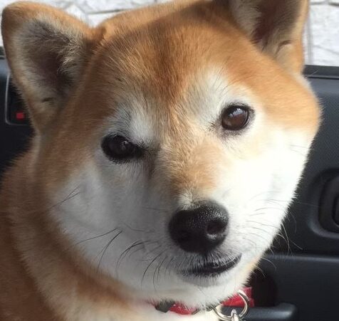 こころみたすペット思い出セレモニーにて葬儀したペットちゃん | ゆうゆちゃん