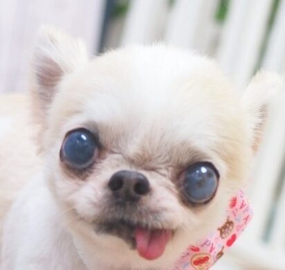 こころみたすペット思い出セレモニーにて葬儀したペットちゃん | コナンくん