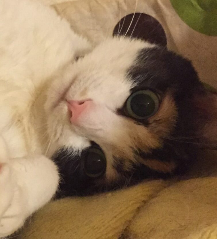 タルトちゃん | こころみたす ペット思い出セレモニー