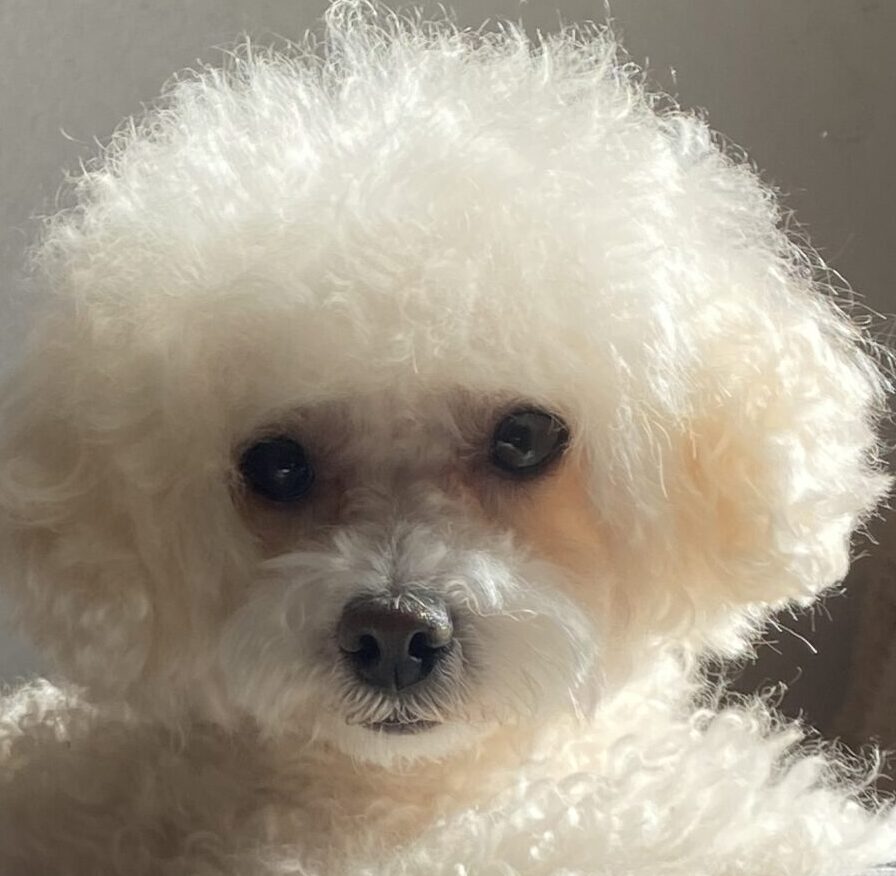 メンディーくん | こころみたす ペット思い出セレモニー