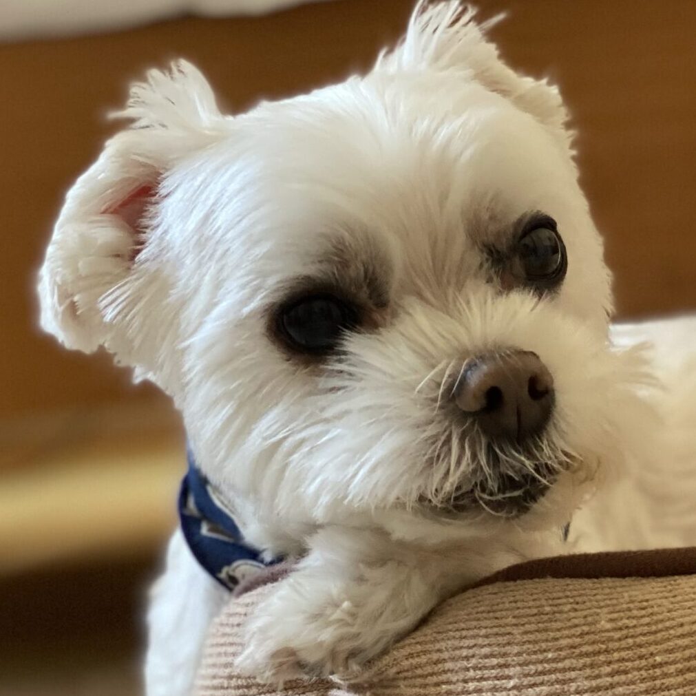 ポテトくん | こころみたす ペット思い出セレモニー