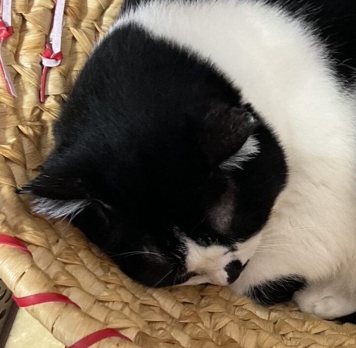 オセロちゃん | こころみたす ペット思い出セレモニー