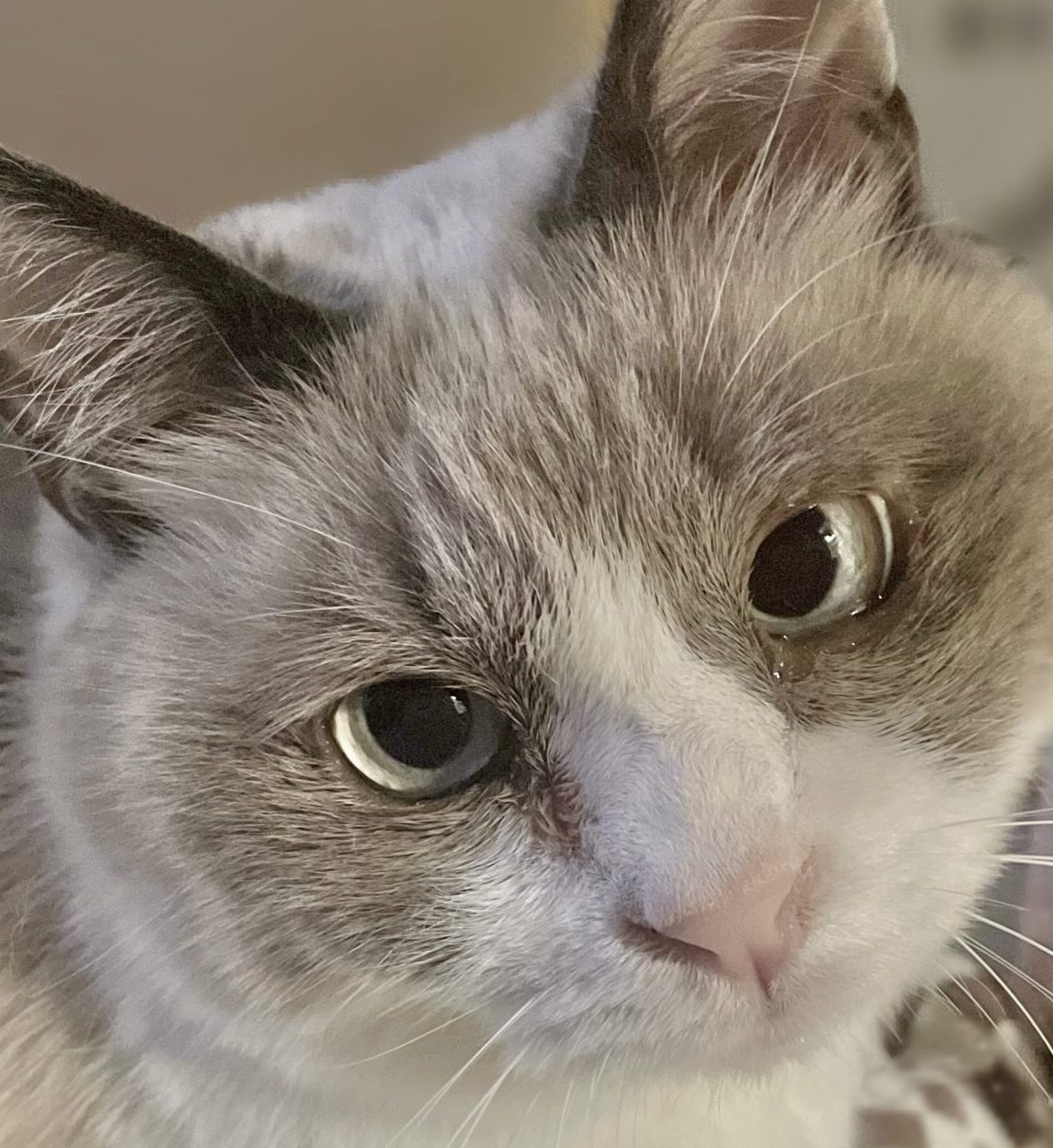 あずきちゃん | こころみたす ペット思い出セレモニー