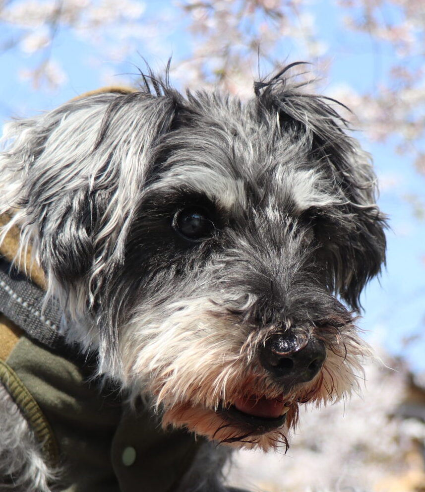 なつちゃん | こころみたす ペット思い出セレモニー