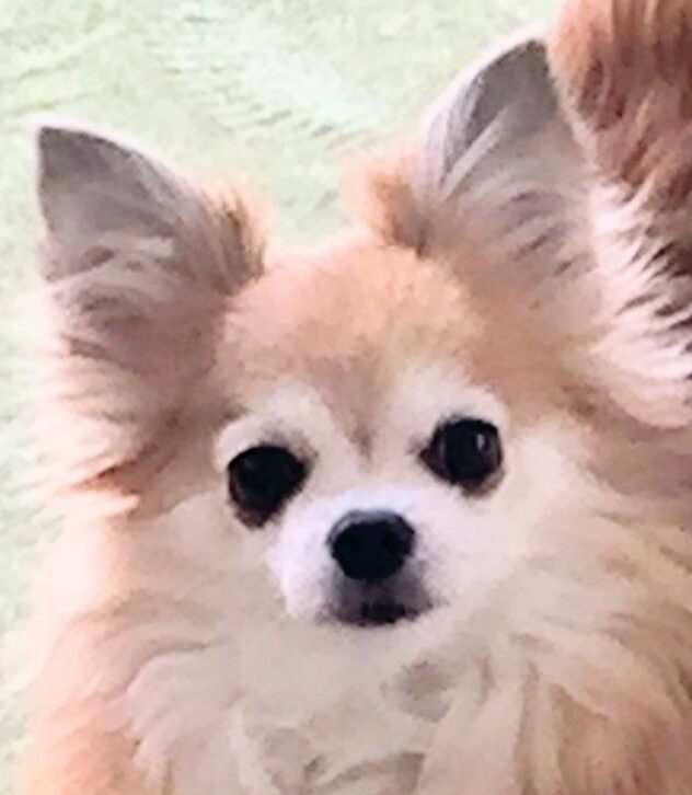 ジョイくん | こころみたす ペット思い出セレモニー