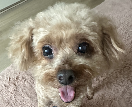 こころみたすペット思い出セレモニーにて葬儀したペットちゃん | ピースくん