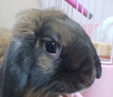 こころみたすペット思い出セレモニーにて葬儀したペットちゃん | 愛羽くん