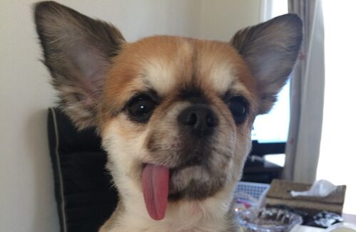 チロくん | こころみたす ペット思い出セレモニー