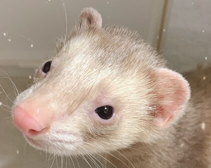 アビくん | こころみたす ペット思い出セレモニー