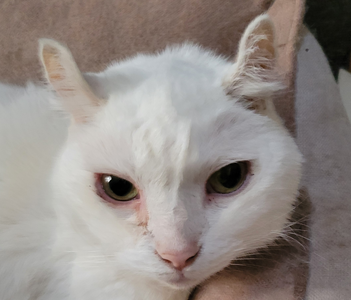 こころみたすペット思い出セレモニーにて葬儀したペットちゃん | マロちゃん