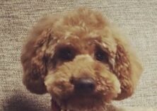 ティコくん | こころみたす ペット思い出セレモニー