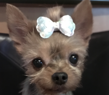 こころみたすペット思い出セレモニーにて葬儀したペットちゃん | 夕霧くん