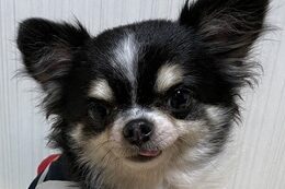 こころみたすペット思い出セレモニーにて葬儀したペットちゃん | スズちゃん