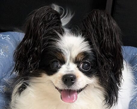 こころみたすペット思い出セレモニーにて葬儀したペットちゃん | パピコちゃん