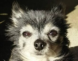 こころみたすペット思い出セレモニーにて葬儀したペットちゃん | 虎太郎くん