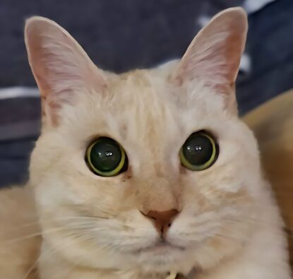 もえちゃん | こころみたす ペット思い出セレモニー