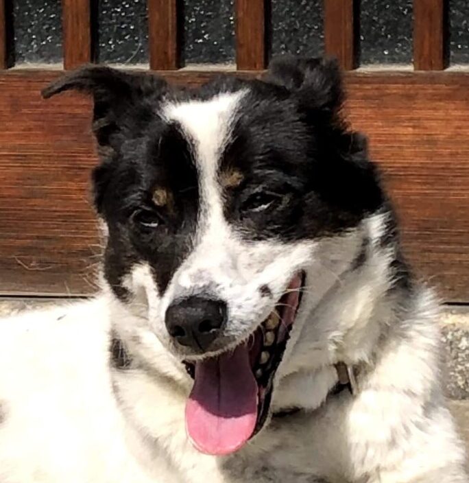 ソラちゃん | こころみたす ペット思い出セレモニー