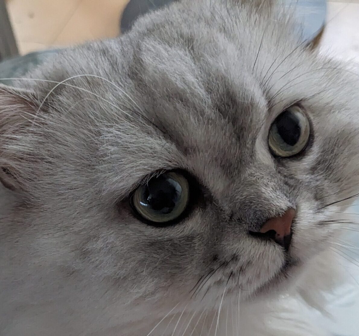 ユーリくん | こころみたす ペット思い出セレモニー