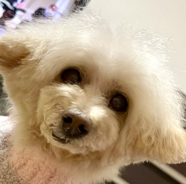 るるちゃん | こころみたす ペット思い出セレモニー