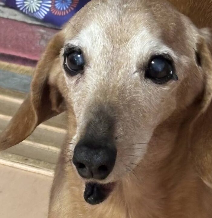 こころみたすペット思い出セレモニーにて葬儀したペットちゃん | テリーくん