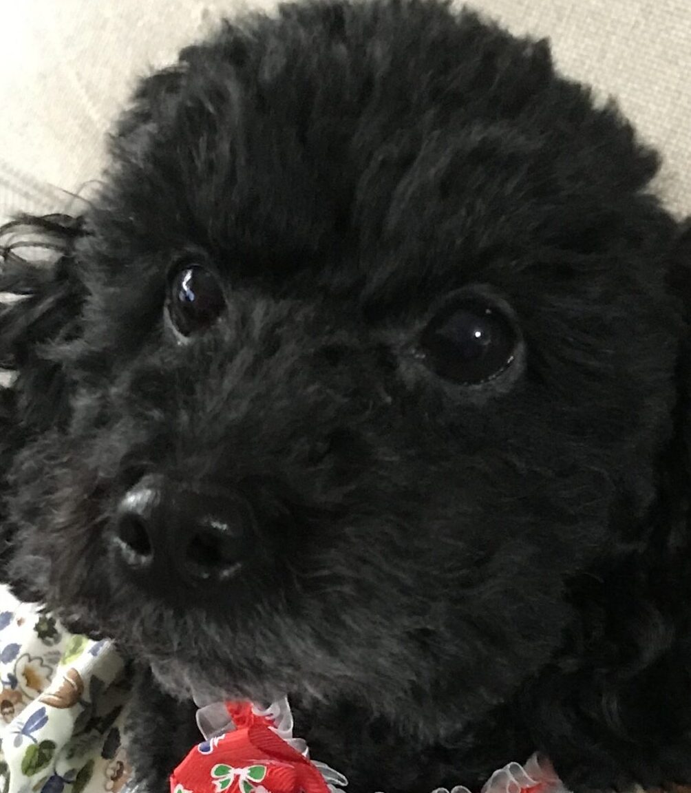 あんこちゃん | こころみたす ペット思い出セレモニー