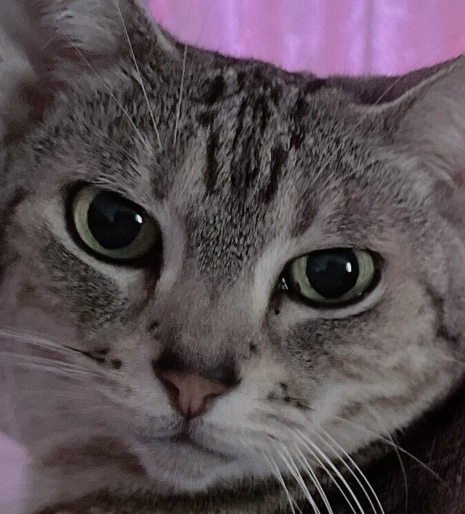 まんちゃん | こころみたす ペット思い出セレモニー