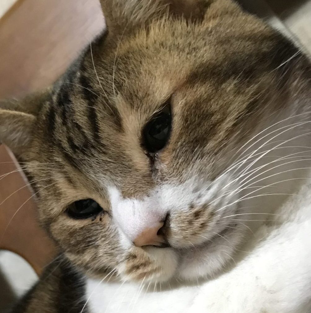 こころみたすペット思い出セレモニーにて葬儀したペットちゃん | みーちゃん