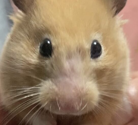 こころみたすペット思い出セレモニーにて葬儀したペットちゃん | きなこちゃん