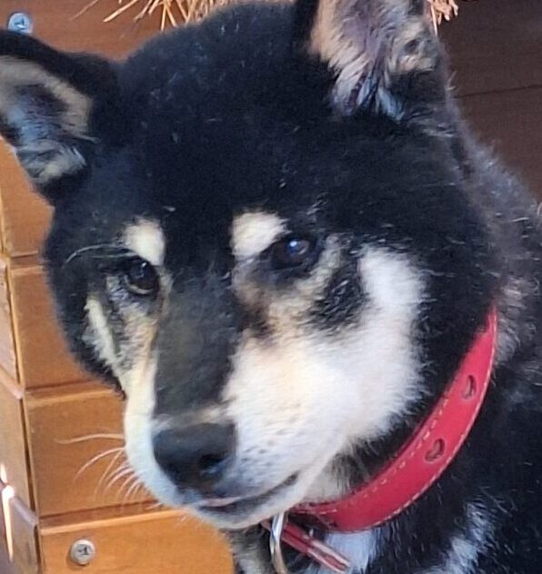 こころみたすペット思い出セレモニーにて葬儀したペットちゃん | 太郎くん